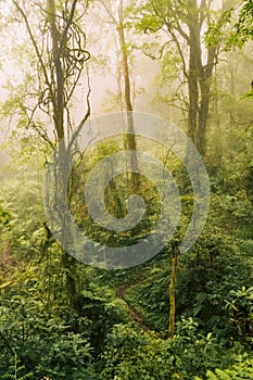 The dense Montane Forest ecological zone on a foggy day in Mount Rungwe Nature Forest Reserves, Mbeya Region, Tanzania