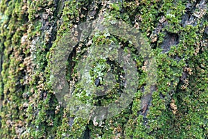 Dense moss covering tree bark in humid weather