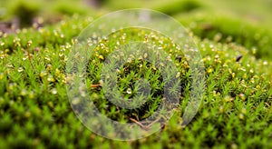 Dense moss, likely from the subclass