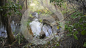 Dense Native Bush around Styx Mill Stream, Christchurch, New Zealand