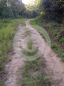 Dense nature, green trees, plants and weeds photo