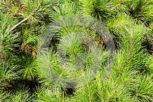 dense needles of pine branches on pinus radiata tree