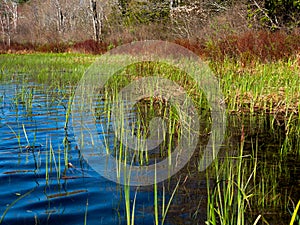 Dense new grass growing along the shoreline of a pond in Maine