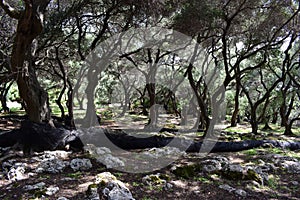 Dense olive grove in the midday sun