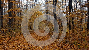 Dense orange forest in the fog. Autumn walk in the woods on the fallen colorful leaves.