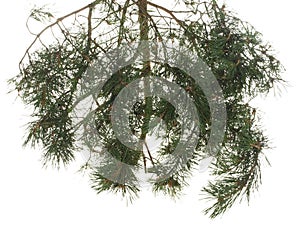 Dense pine branch with young cones isolated on a white background