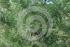 Dense pine branches with green fir-needle as background close-up view