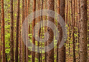 Dense pine forest