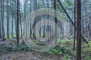 Dense pine forest of Maine