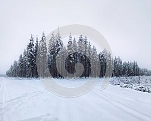 Dense pine grove in winterly northern Sweden