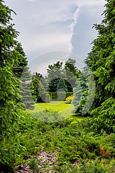 A dense pine park with thorny trees in the middle of a lawn with green grass and evergreen bushes.