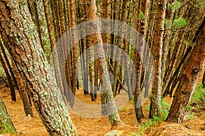 Dense Pine Tree Forest photo