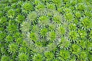 Dense plex of leaves close-up