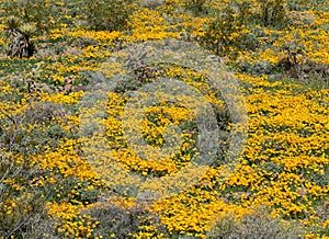 Dense Poppy blooms in the Black Mountains, western Arizona