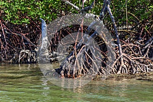 Dense preserved mangrove vegetation with its trees and roots