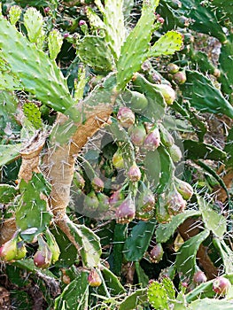 Prickly Pear cactus Fruit