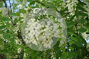 Dense racemes of white flowers of Robinia pseudoacacia in May