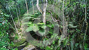 The dense rainforest in the Aberdare Ranges, Kenya