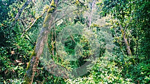 The dense rainforest in the Aberdare Ranges, Kenya