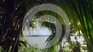 dense rainforests in Bocas del Toro