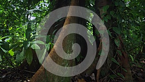 dense rainforests in Bocas del Toro