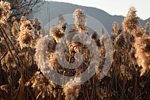 A dense reed at sunset in the bogs of Lake Iseo - Brescia