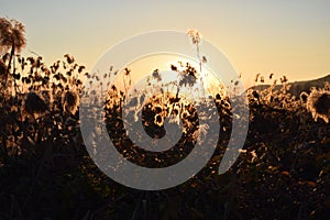 A dense reed at sunset in the bogs of Lake Iseo - Brescia