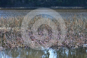 Dense reeds in shallow lake