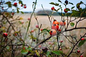 Dense rosehip bush