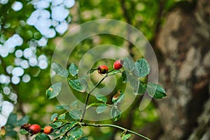 Dense rosehip bush with many ender ripe vivid red berries o