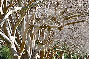 Dense row of platanus trees