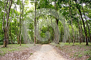 Dense Rubber Plantation