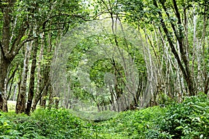 Dense Rubber Plantation
