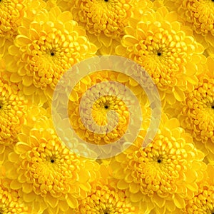 Dense Seamless Bright Yellow Chrysanthemum Pattern