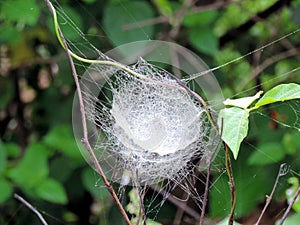 Dense spider`s web formed on plant stems