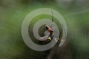 Dense spider webs live with hardworking bees, struggle and enjoy!