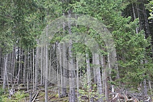Mystical spruce forest with dense trees and shadows