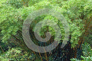 Dense stand of bamboo trees from above