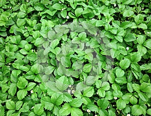 Dense strawberry organic field with flowers blooming background