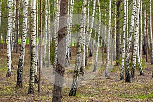 Dense summer birch grove trees