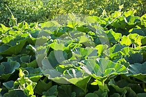 Dense and thick oyster leaf