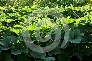 Dense and thick oyster leaf