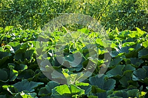 Dense and thick oyster leaf