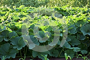 Dense and thick oyster leaf