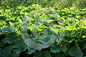 Dense and thick oyster leaf