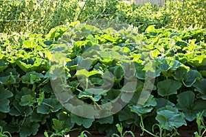 Dense and thick oyster leaf