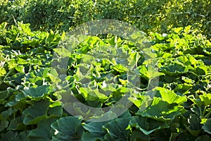 Dense and thick oyster leaf