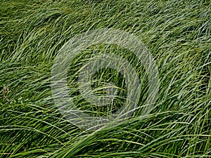 Dense thicket sedge grass as background