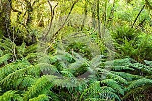 Dense thicket in the temperate rainforest, South Island, New Zealand