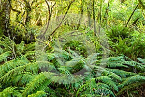 Dense thicket in the temperate rainforest, South Island, New Zealand photo